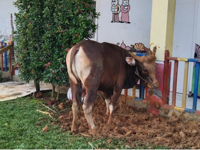 ACARA KURBAN FATMA KENANGA