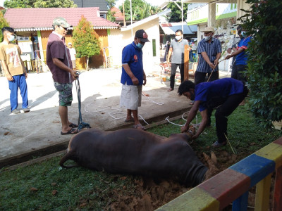 ACARA KURBAN FATMA KENANGA