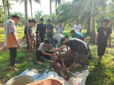 Pemotongan Hewan Qurban